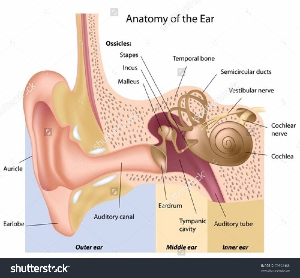 stock-vector-human-ear-anatomy-79592488.jpg